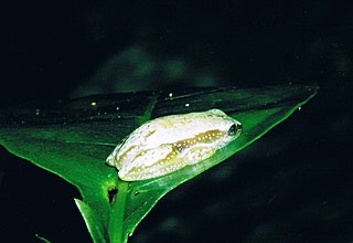 <i>Afrixalus delicatus</i> species of amphibian