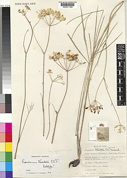 Afrosciadium trisectum (holotype).jpg