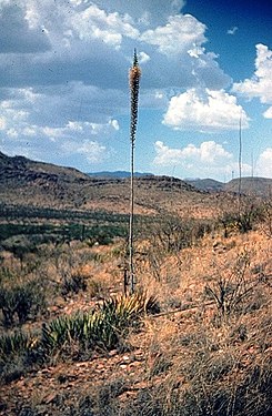 Lechuguilla (Agave lechuguilla)—one of the indicator plants of the Chihuahuan Desert