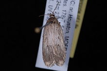 Agonopterix canadensis.JPG