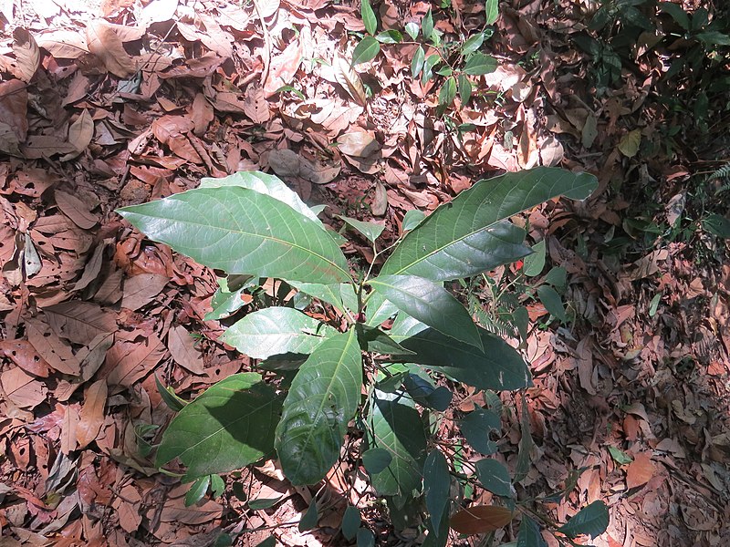 File:Agrostistachys indica - Leaf-Litter Plant at Perumbadi (3).jpg