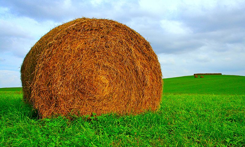 File:Albright Hay Bale (1511027187).jpg