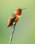 Thumbnail for File:Allen's Hummingbird (52902987019).jpg