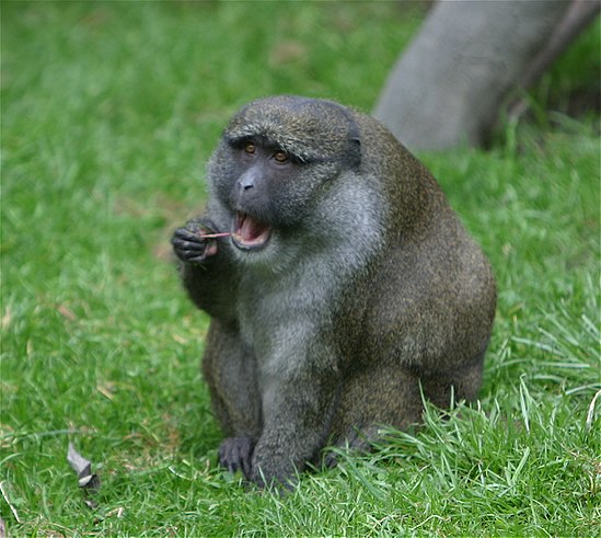 Зеленая обезьяна. Allenopithecus nigroviridis. Мартышка Аллена. Болотная мартышка. Черно-зеленая мартышка.