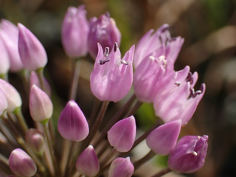 File:Allium angulosum kz01.jpg