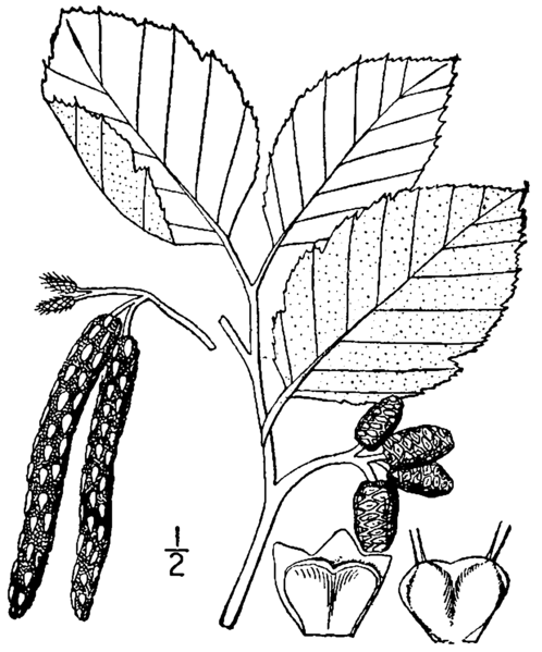 File:Alnus incana drawing 1.png