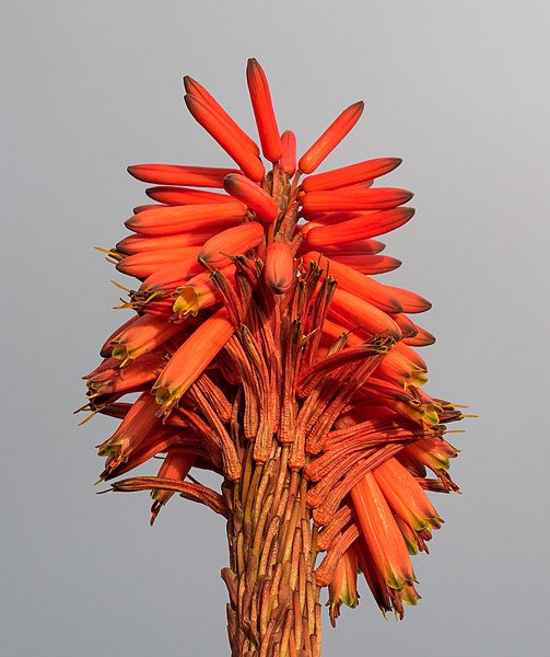 File:Aloe flower (41065).jpg