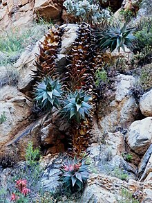 Rubble Aloes growing down a cliff-face in the Western Cape Aloe perfoliata (4).jpg