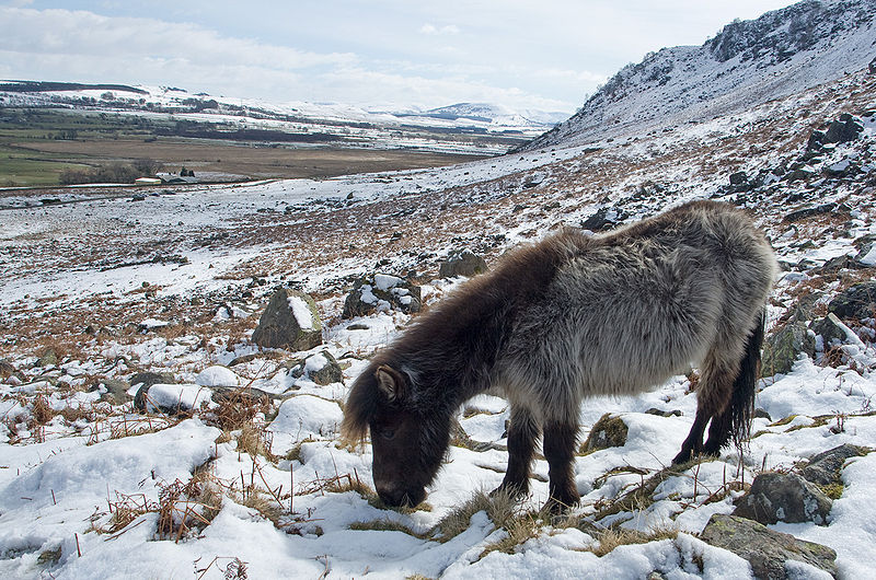 File:Alone at winter.jpg