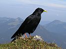 Alpine chough