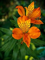 Miniatura para Alstroemeria ligtu