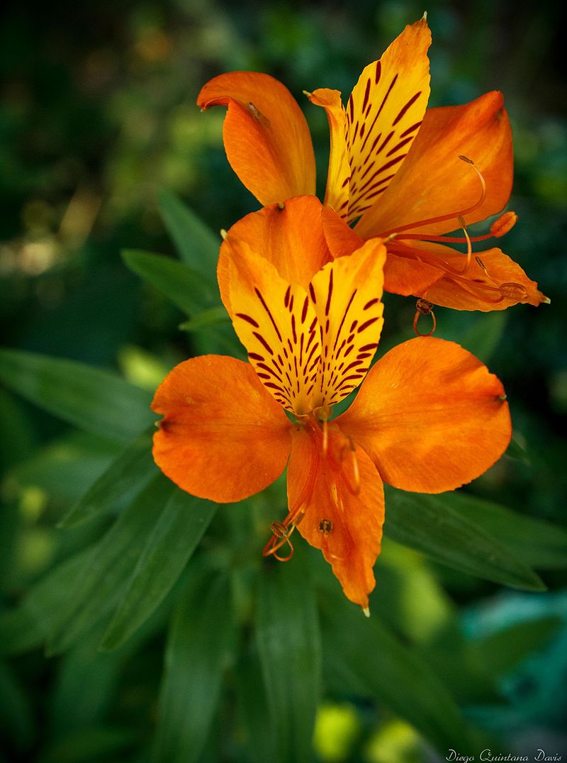 Alstroemeria ligtu - Wikipedia, la enciclopedia libre