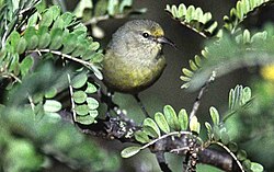 Amakihi common winter oahu hawaii monte-m-taylor.jpg