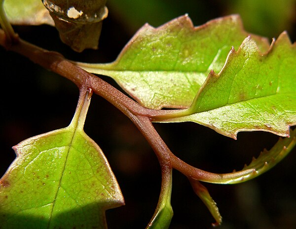 Amborella