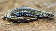 Thumbnail for Blue-spotted salamander