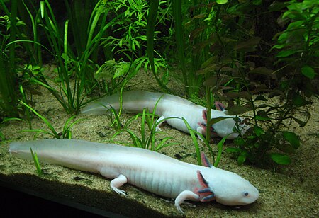 ไฟล์:Ambystoma_mexicanum_at_Vancouver_Aquarium.jpg