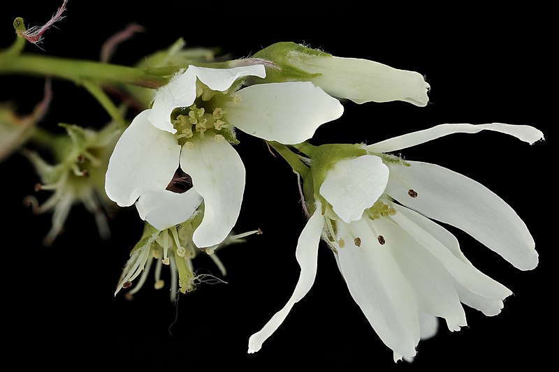 File:Amelanchier laevis, Smooth Serviceberry, WSSC, Howard County, Md, Helen Lowe Metzman 2019-10-23-12.04.54 ZS PMax UDR (49540383863).jpg