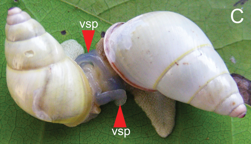 File:Amphidromus mating.png