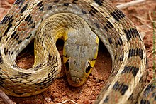 Buff striped keelback Amphiesma stolata erthro sal.jpg