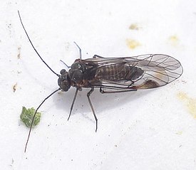 Amphigerontia contaminata