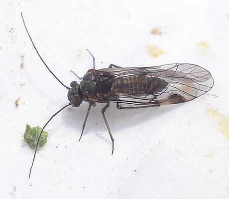 Psocidae