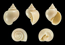 Ampullina rustica, shell