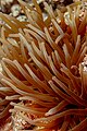 * Nomination Magnificent sea anemone (Heteractis magnifica), Red Sea, Egypt --Poco a poco 18:39, 3 August 2023 (UTC) * Promotion Very impressive! -- Ikan Kekek 18:54, 3 August 2023 (UTC)