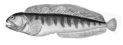 Illustration Anarhichas lupus dans Histoire naturelle des poissons en 1828.