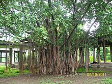 Ancient Banyan Tree Near the Law College in FC Compus - panoramio.jpg
