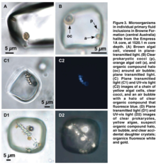 Microorganisms in individual primary fluid inclusions in halite at 1,5 km core depth Ancient microorganisms in individual primary fluid inclusions in Browne Formation.png