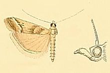 Ancylosis imitella.JPG