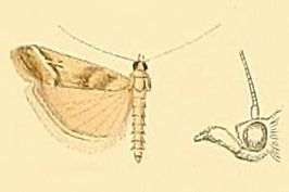 Ancylosis imitella