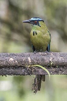 Andean motmot (Momotus aequatorialis aequatorialis) Las Tangaras 2.jpg