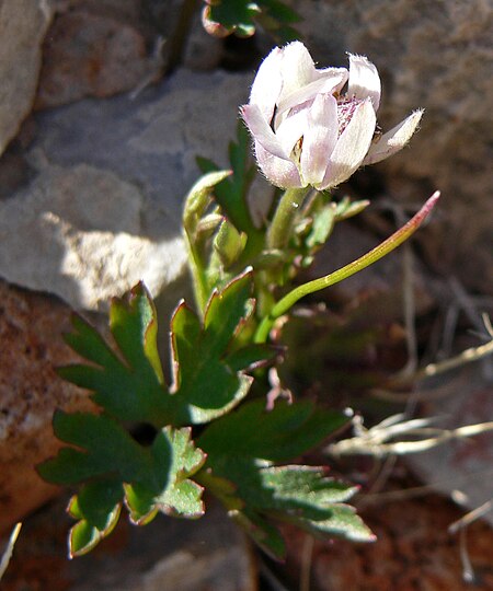 Tập_tin:Anemone_tuberosa_3.jpg