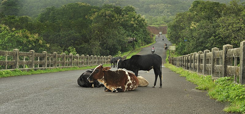 File:Anjarle Bridge and Cows-fix.jpg