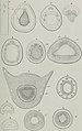 Annales des Sciences Naturelles Botaniques (1847) (17787547533).jpg