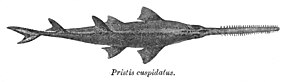 Az Anoxypristis_cuspidata_Day.jpg kép leírása.