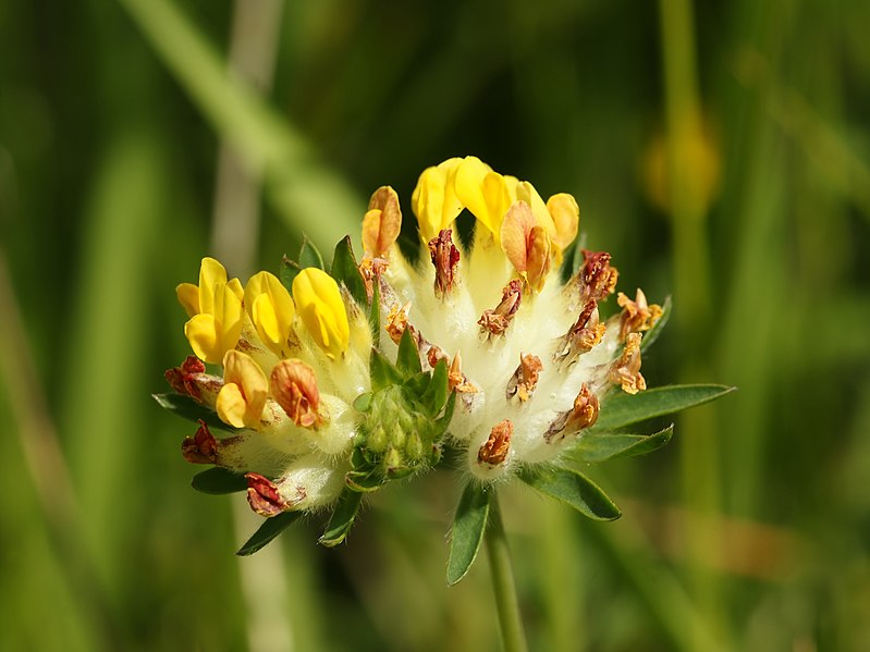 File:Anthyllis vulneraria (flower head).jpg