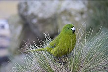 Antipodes Adası Parakeet.jpg