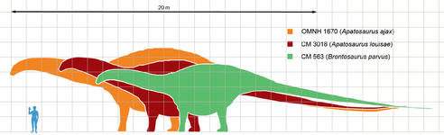 השוואת גודלו של ברונטוזאורוס (בירוק) לעומת מיני אפטוזאורוס