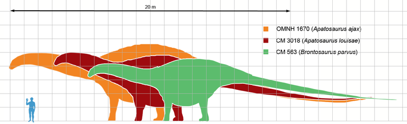 File:Apatosaurus scale mmartyniuk wiki.png