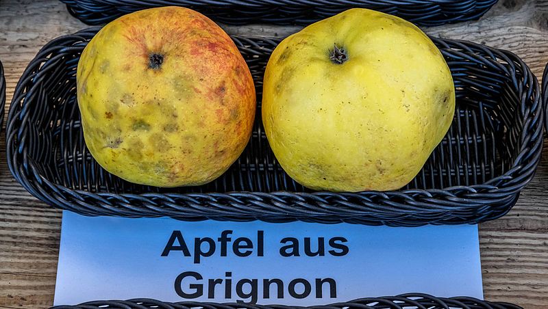 File:Apfel aus Grignon jm55128.jpg