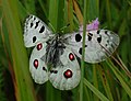 аполлон (Parnassius apollo), триба Parnassiini.