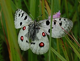 Apollo butterfly.JPG