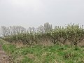 Apple orchard at St Margaret's - geograph.org.uk - 1247805.jpg