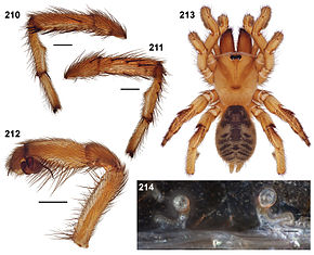 Описание изображения Aptostichus killerdana anatomy.jpg.