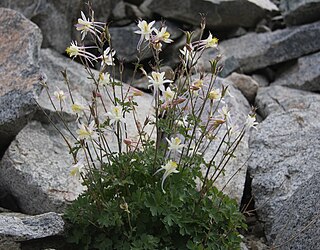 <i>Aquilegia pubescens</i> Species of flowering plant