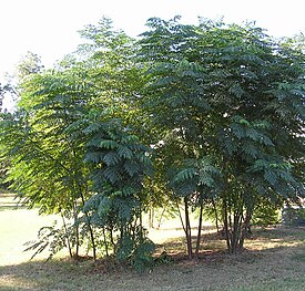 Aralia stekelig