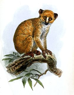Calabar angwantibo species of mammal