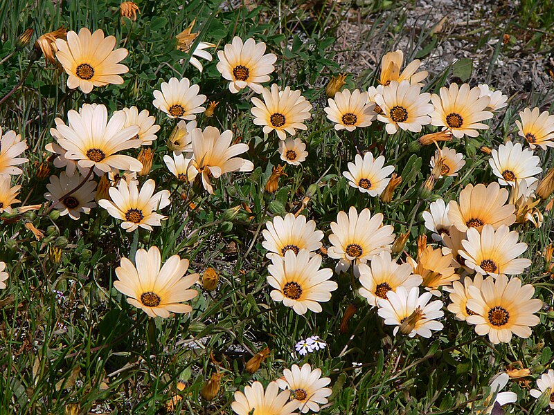 File:Arctotis stoechadifolia P. J. Bergius, Frühlingsblüte West Coast N.P. P1030626.JPG